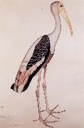Zayn AL Din A Painted Stork oil